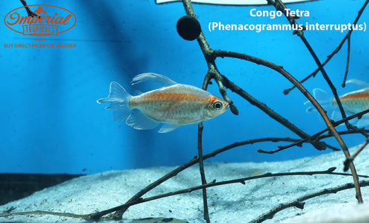 Gold Tetras From Surinam - Wattley Discus