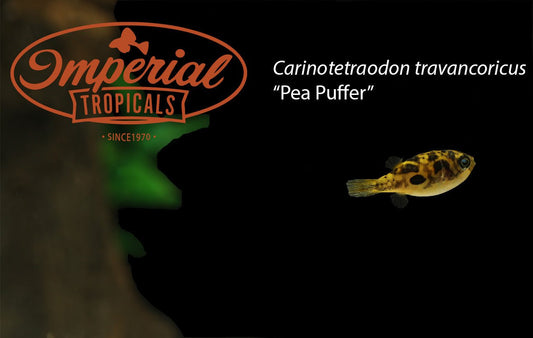 Sumatran Neon Loach (Pangio bitaimac) - Aquatic Arts on sale today for $  34.99