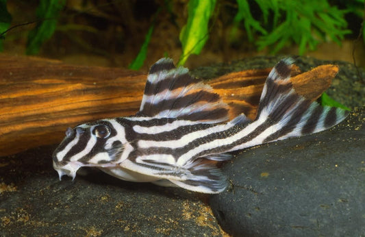 Hypostomus Plecostomus 20 cm pulitori da vetro XL