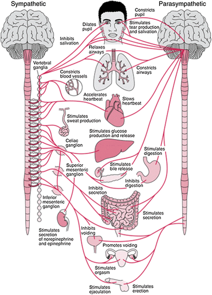 Anatomy of the autonomic nervous system and its sympathetic (fight or flight) and parasympathetic (rest and digest) branches. Many organs receive signals from these. (5)