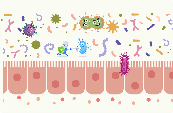 bacteria and intestinal barriere