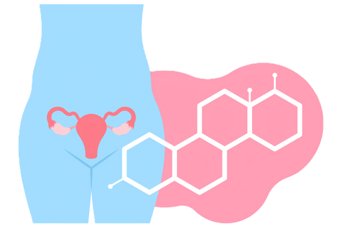 Grafik der chemischen Formel des Östrogens und des weiblichen Uterus