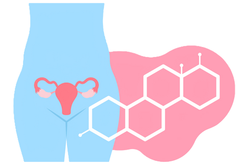 ovaries and chemical structure of estrogen