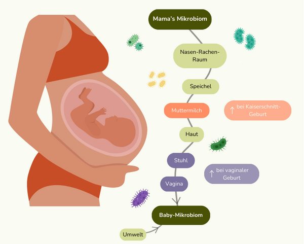 Infografik: Die verschiedenen Wege der Mikrobiom-Übertragung von der Mutter zum Kind