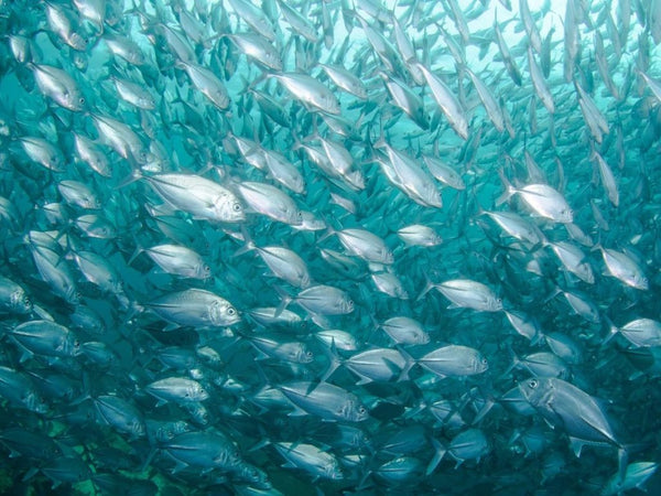 Ocean fish ingest plastic particles with their food.