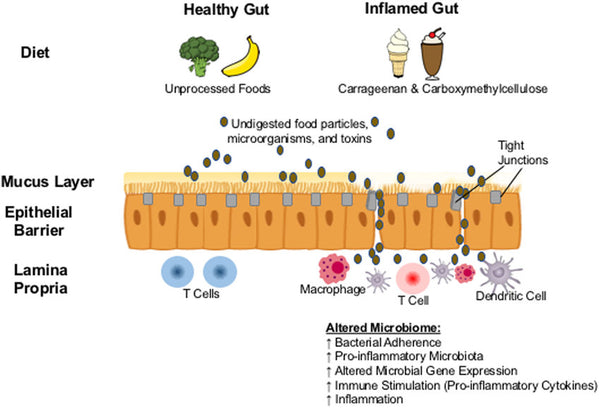 Healthy and Inflamed Gut