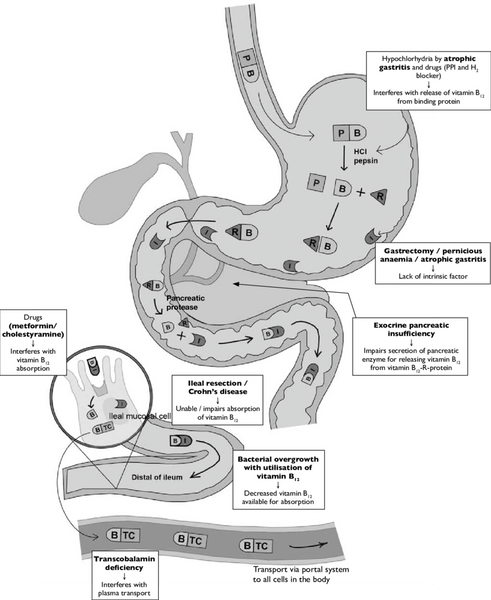 Verdauungssystem