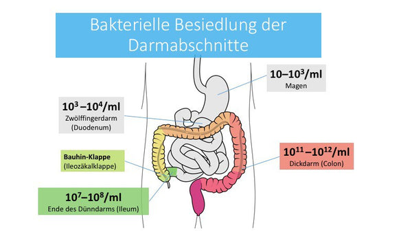 Bacterial colonization of the intestinal sections as a graphic representation