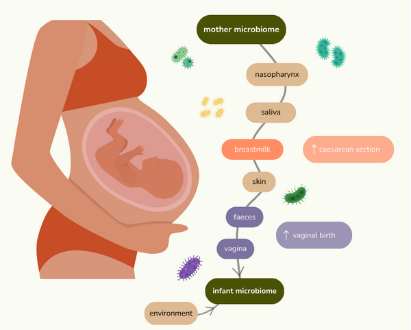 different pathways of microbiome transmission from mother to infant