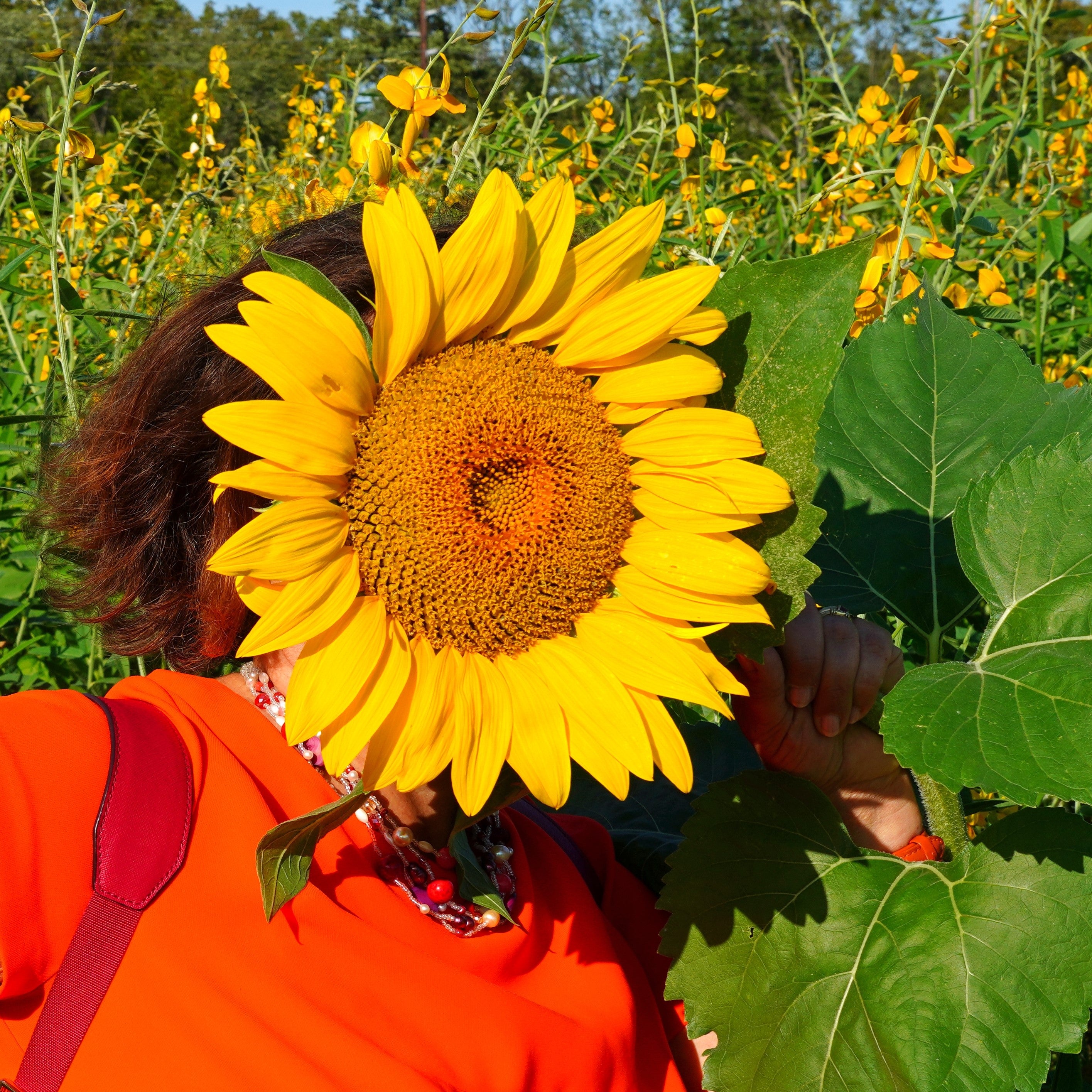 Person wearing orange obscured by large sunflower