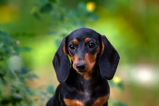 Miniature Dachshunds