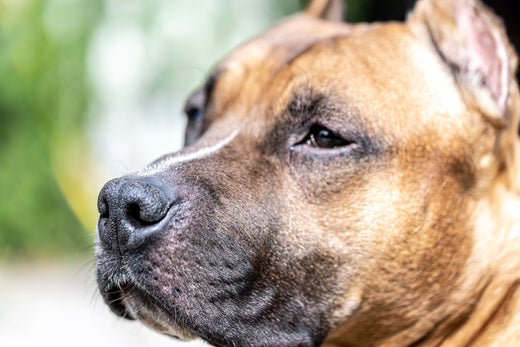 https://cdn.shopify.com/s/files/1/0764/7602/3061/articles/close-up-muzzle-dog-labrador-blurred-light-background-scaled-1_520x500.jpg?v=1687974947