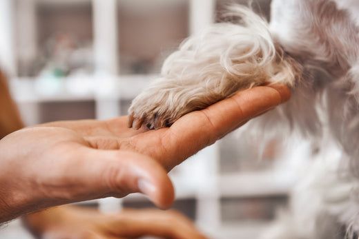 Dog Paw Yeast Infection: Causes & Remedies - LuckyTail