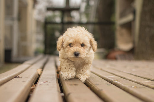 How to Puppy Proof your House