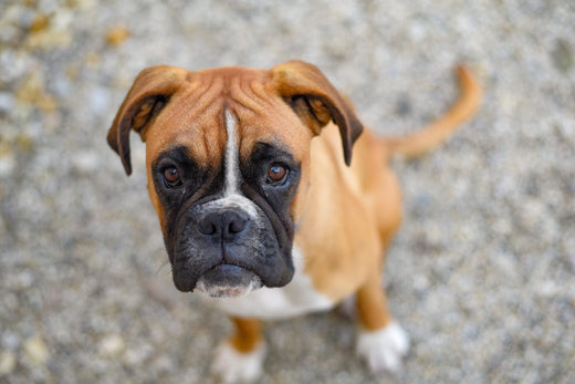 German boxer puppy looking up at the camera