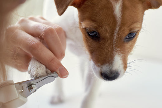 dog getting its nails trimmed