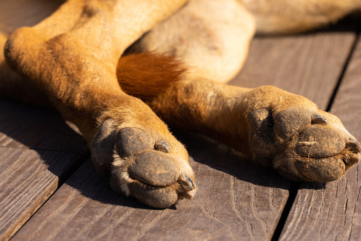 Dog Paw Yeast Infection: Causes & Remedies - LuckyTail