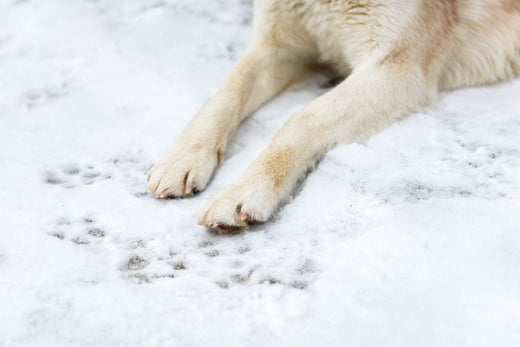 dog paws in snow