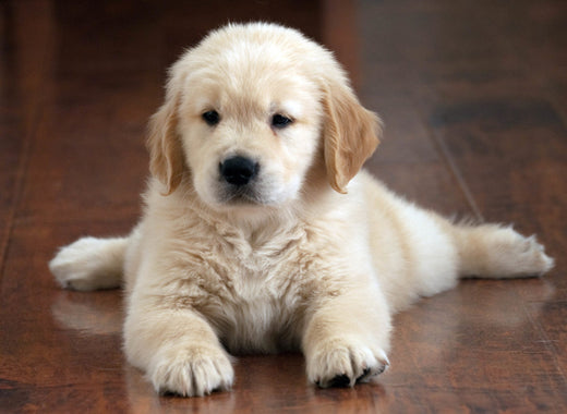 golden retriever puppy