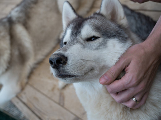 happy husky dog being pet