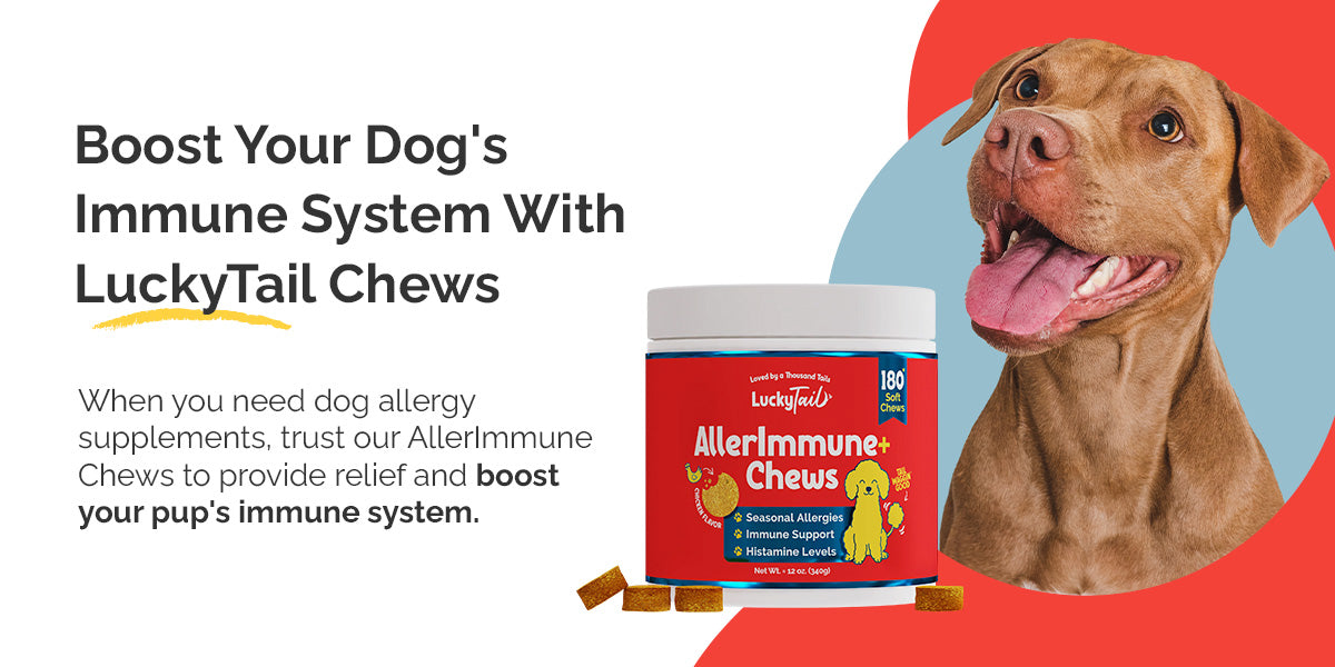 boost your dogs immune system