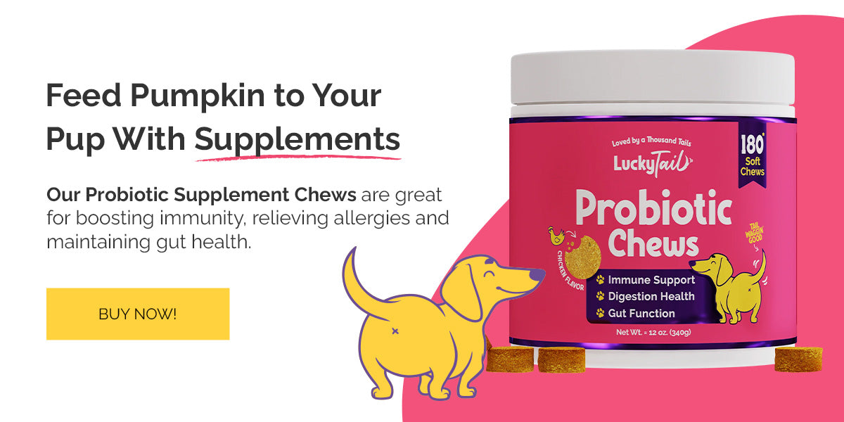 feed pumpkin to your pup with supplements