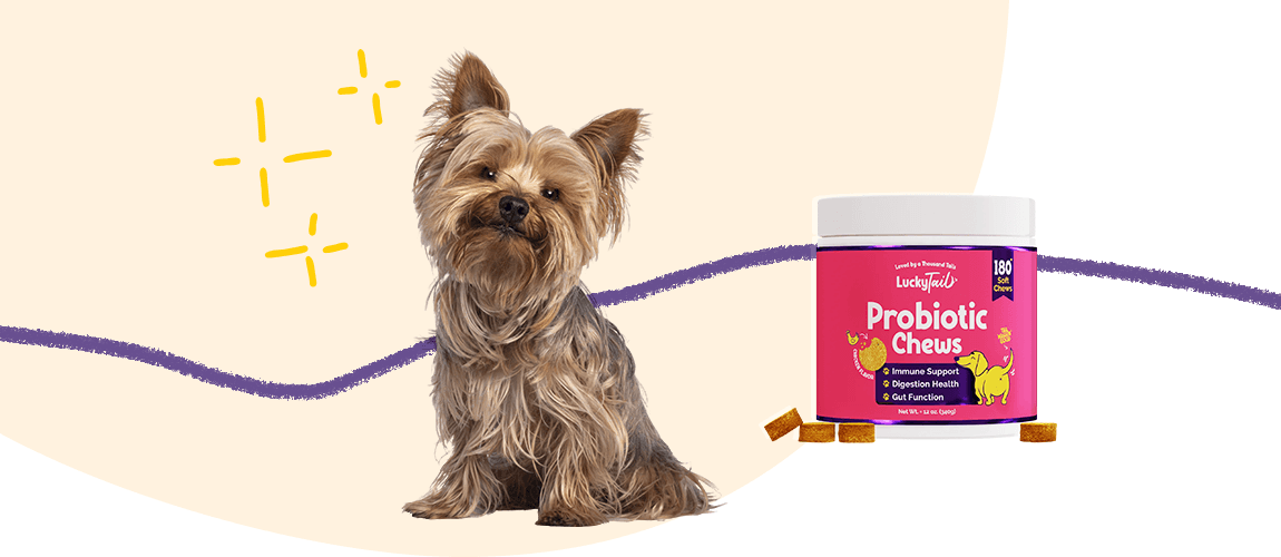 how to improve pets gut health