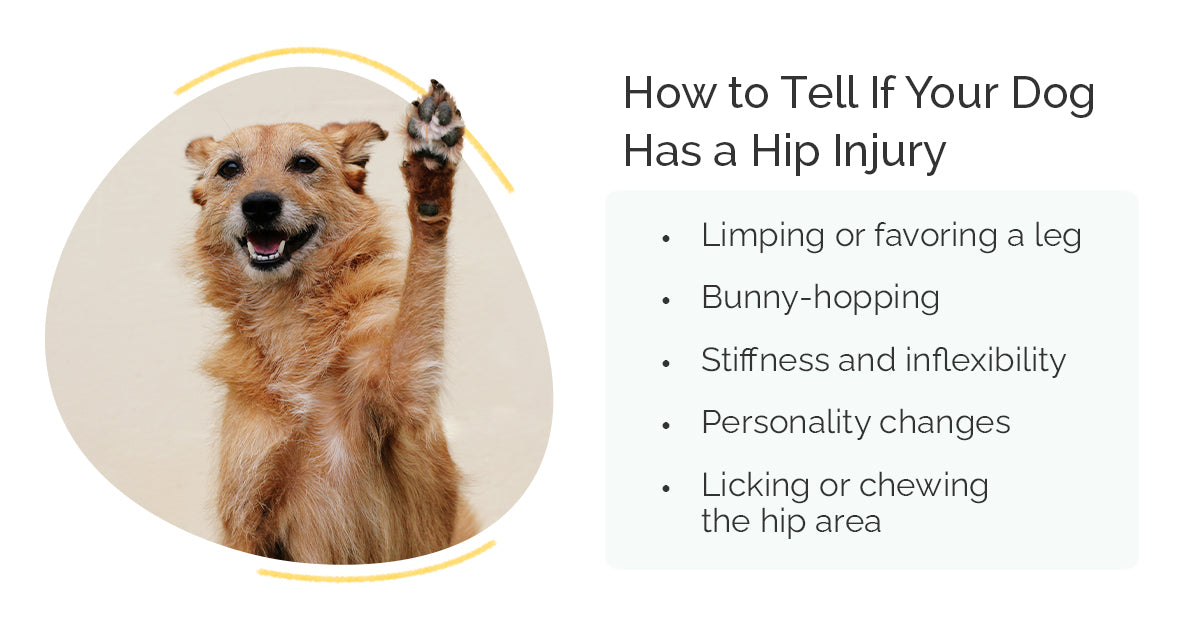 How to Tell If Your Dog Has a Hip Injury