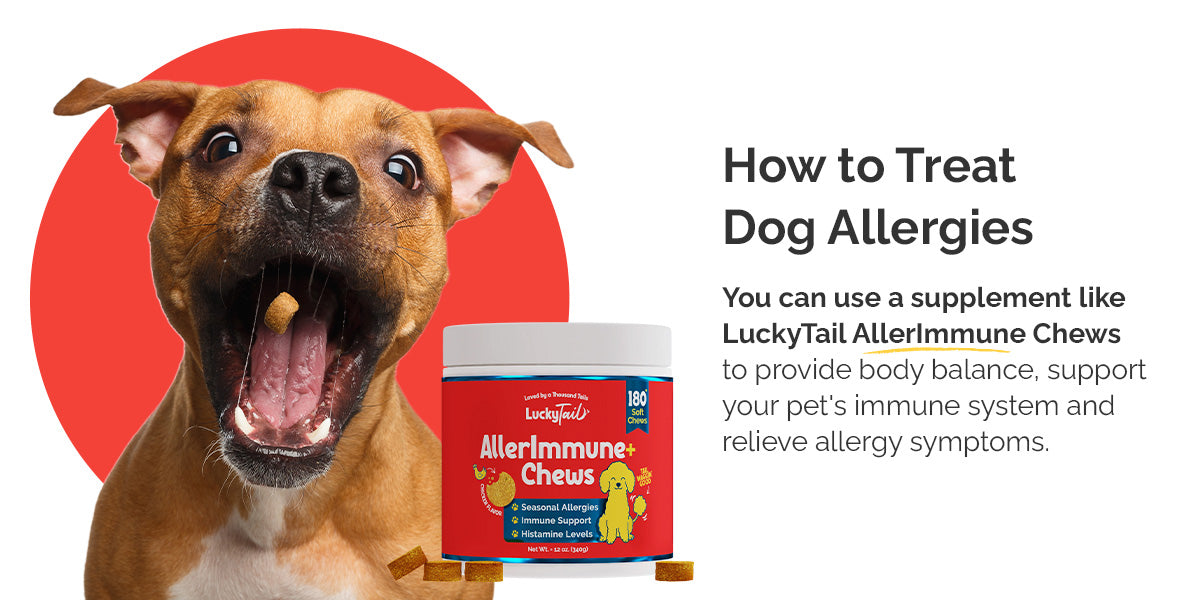 how to treat dog allergies