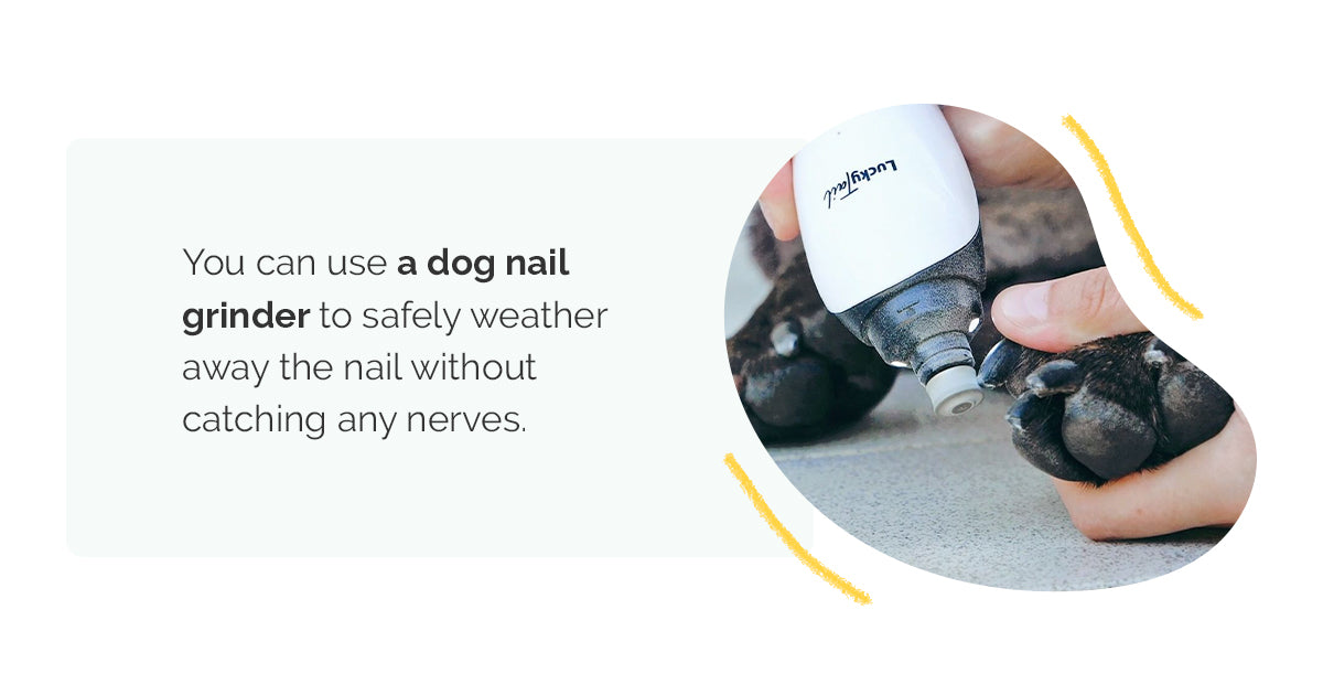 use dog nail grinder to weather away the nail