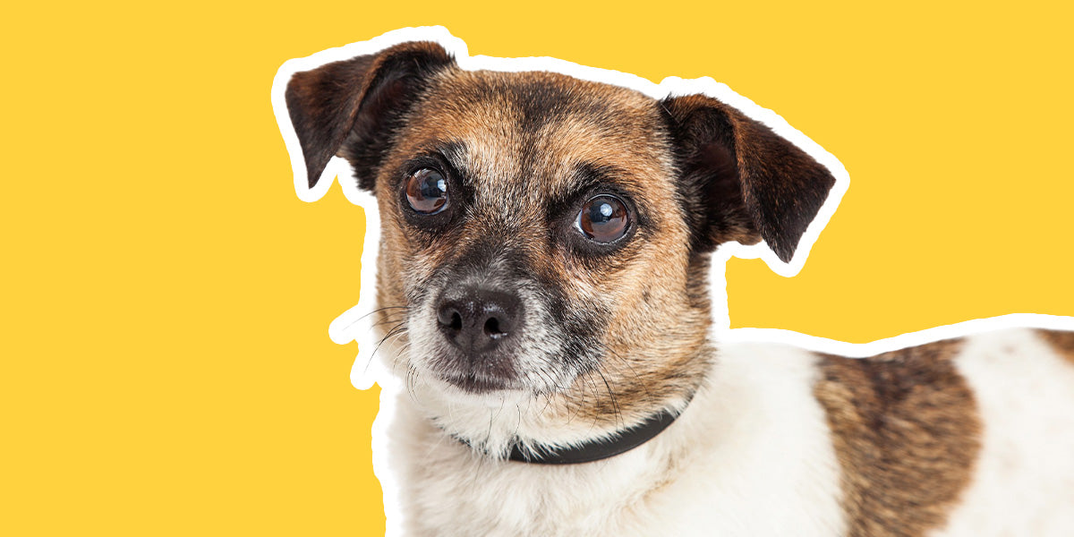 Jack Russell Chihuahua Mix Breed Guide - LuckyTail