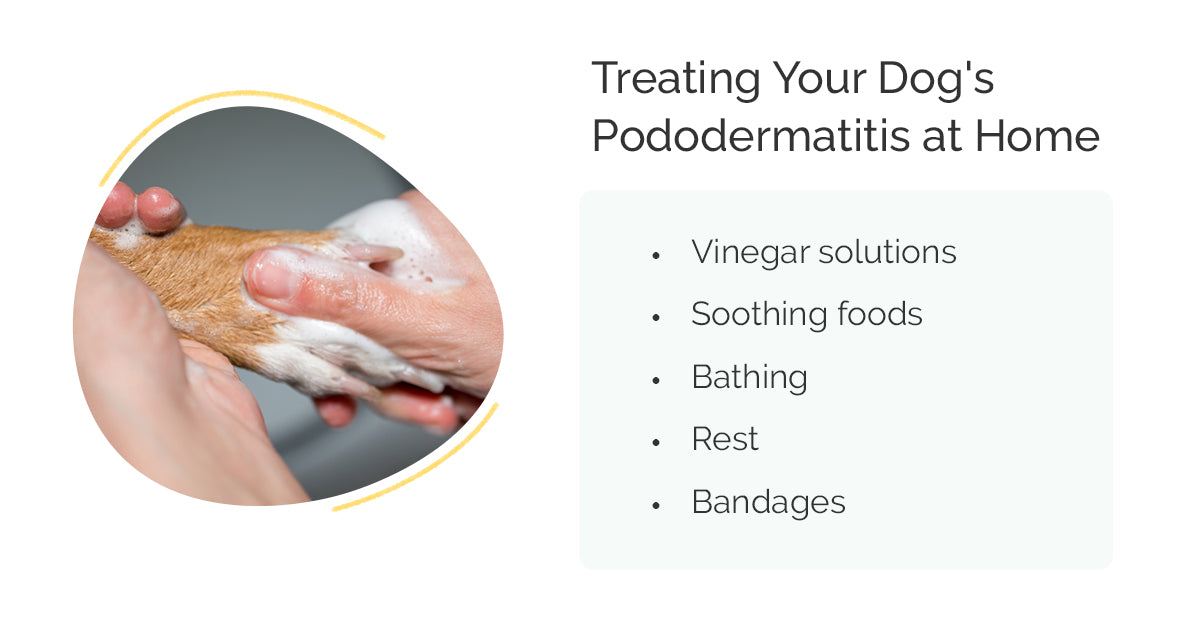 Treating your dog's pododermatitis at home