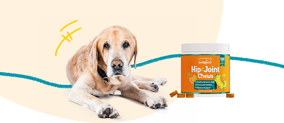 what supplements should senior dogs take