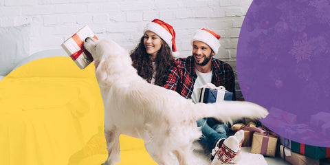 dog holding present in mouth with owners by side