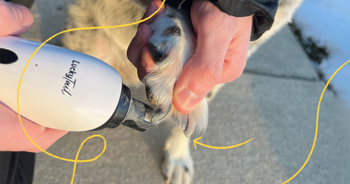 Dog Life LED Diamond Bit Pet Nail Grinder for Cats and Dogs DOGGR3 |  Réno-Dépôt