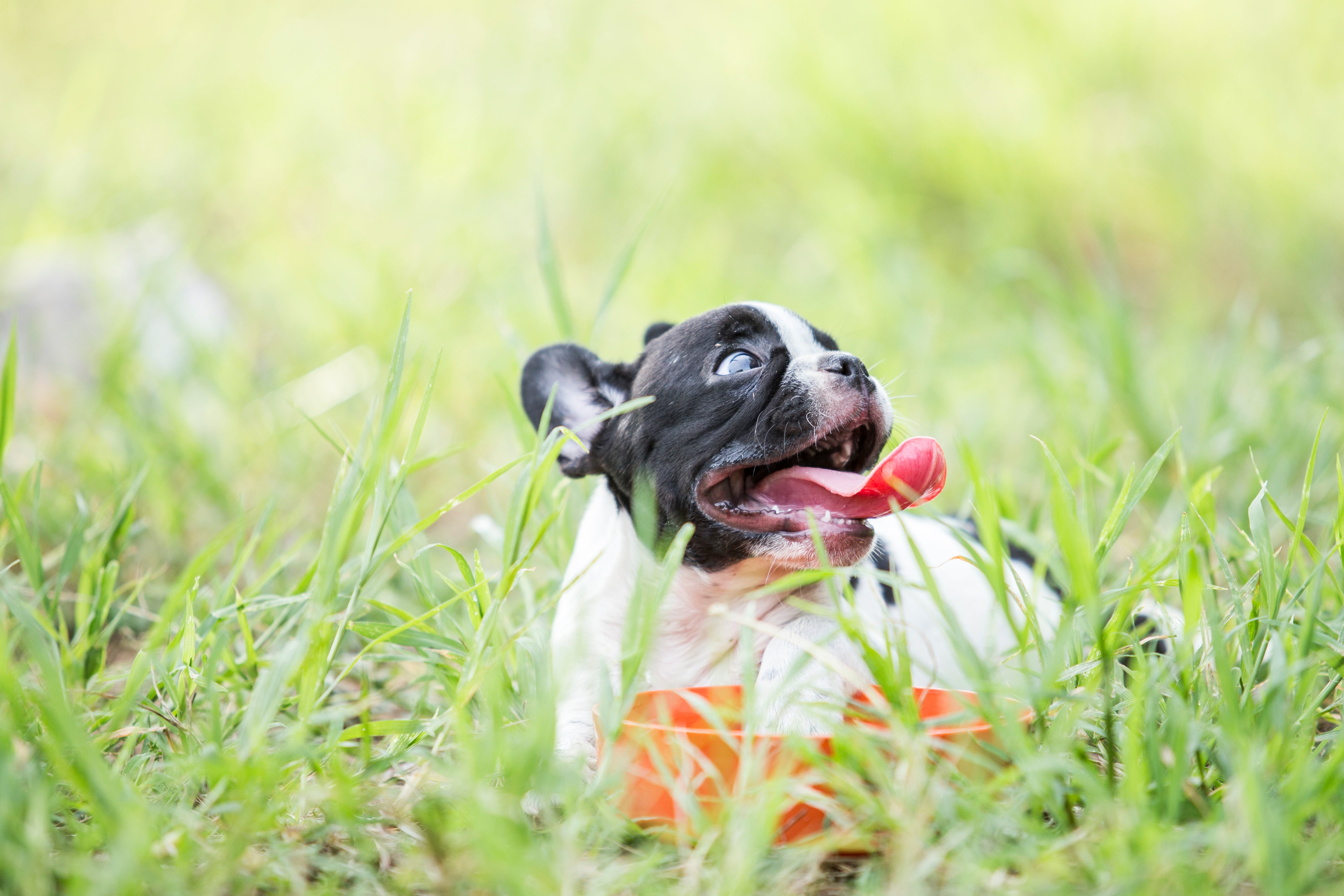 bulldog laying outside in the grass