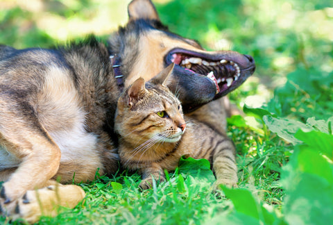 cat and dog playing on the grass