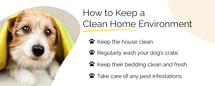 how to keep a clean home for dogs