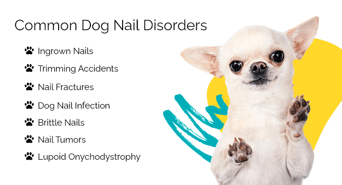 common dog nail disorders