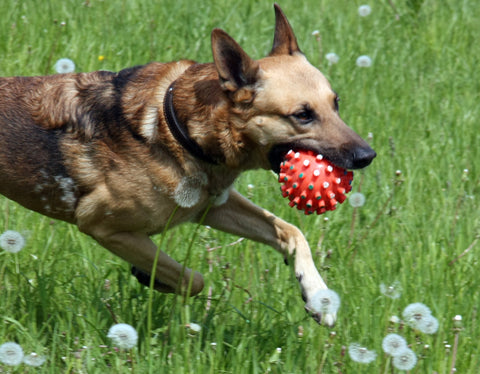 Dog holding red ball running in the grass