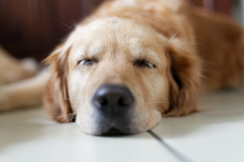 Dog sleeping