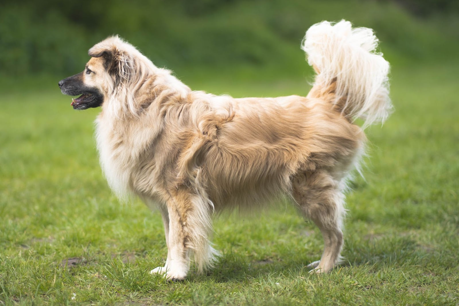 big fluffy dog standing outside