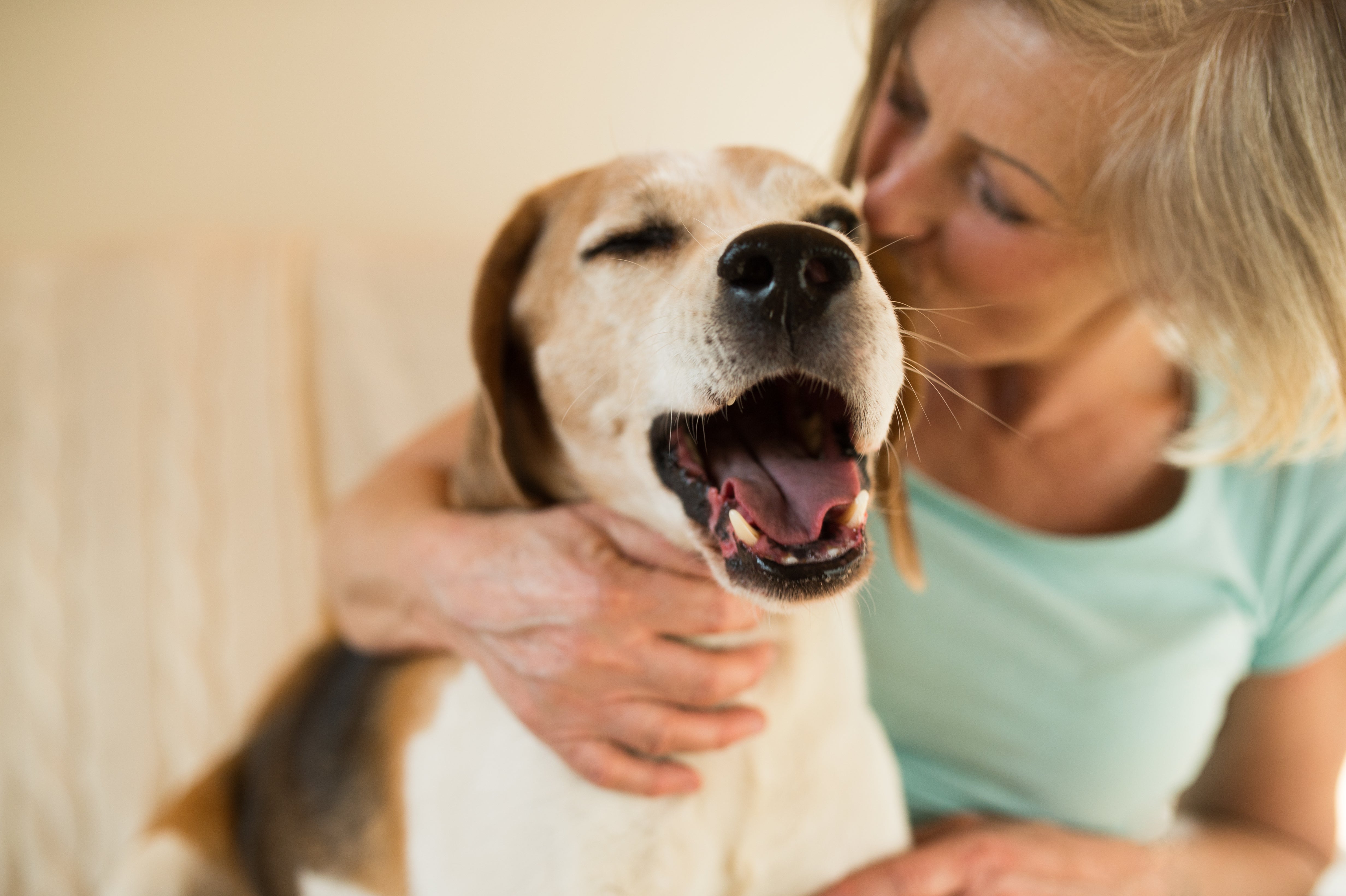 happy dog with owner