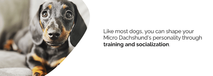 how to train a teacup miniature dachshund