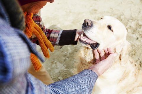 human cuddling senior dog outside