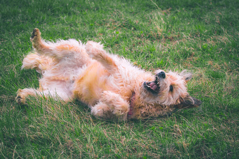 dog rolling around in grass