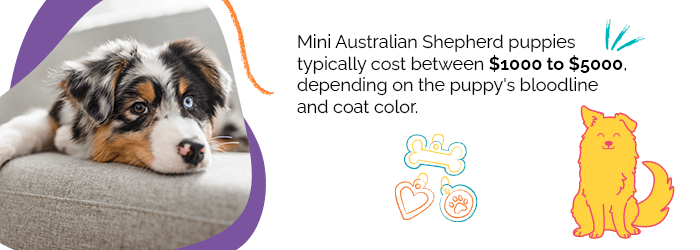 mini australian shepherd cost