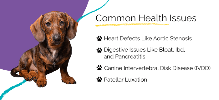 mini dachshund health issues