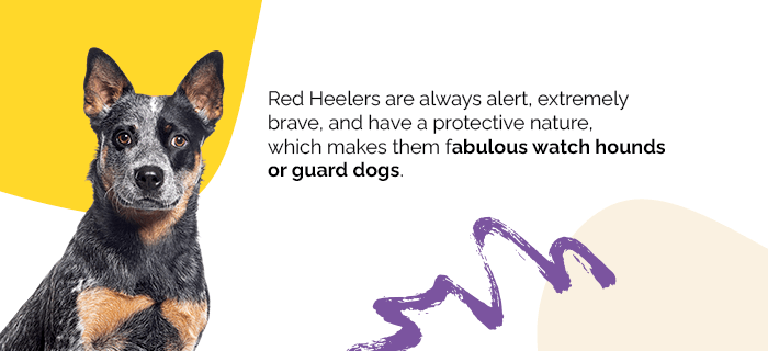 personality of red heeler