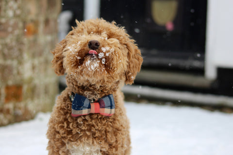 poochon outside in the snow